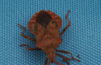 Coreus-marginatus